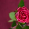 Who was the real Saint Valentine