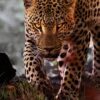 A Vida dos Leopardos