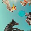 Em Que Pensam os Cães