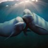 Os Nossos Oceanos - Netflix