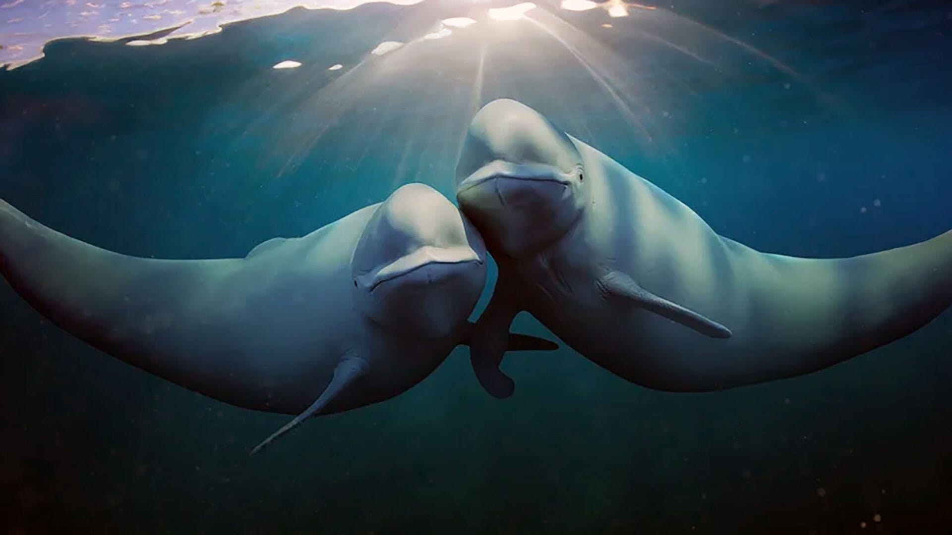 Os Nossos Oceanos - Netflix