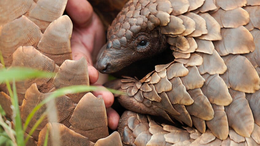 Pangolins: A Viagem de Kulu