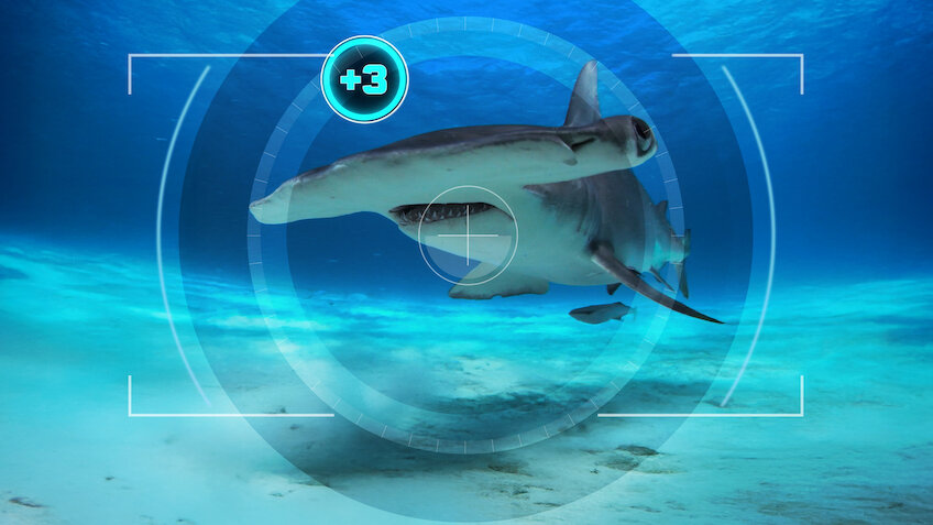 All the Sharks - Netflix